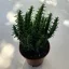 Opuntia subulata - Eve's pin