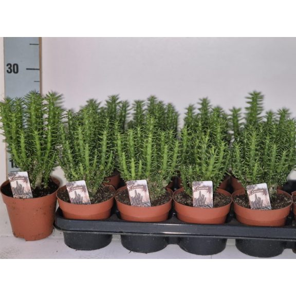 Opuntia subulata - Eve's pin