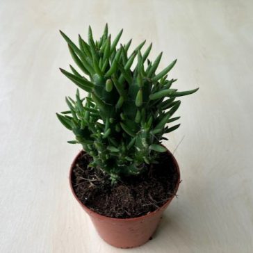 Opuntia subulata - Eve's pin