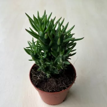 Opuntia subulata - Eve's pin