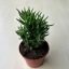 Opuntia subulata - Eve's pin