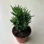 Opuntia subulata - Eve's pin