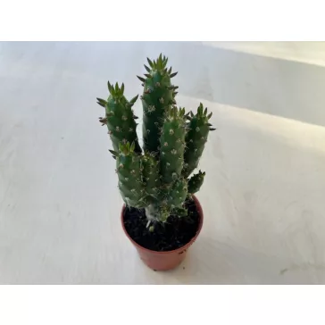 Opuntia subulata - Eve's pin