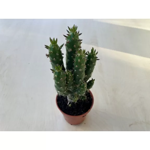 Opuntia subulata - Eve's pin