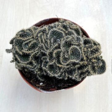 Opuntia tuna cristata