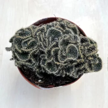 Opuntia tuna cristata