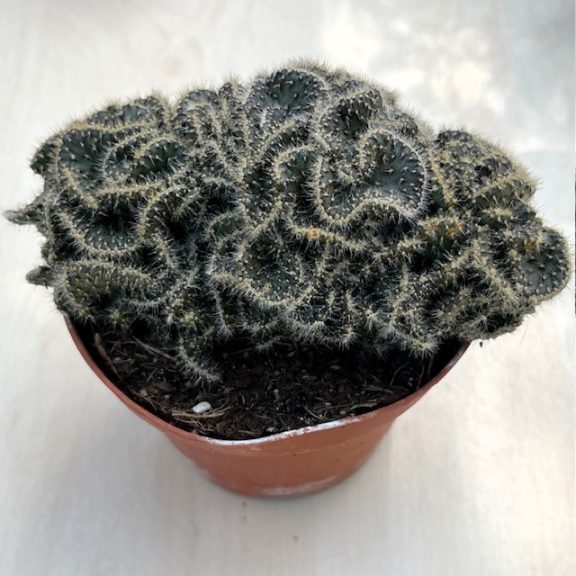 Opuntia tuna cristata