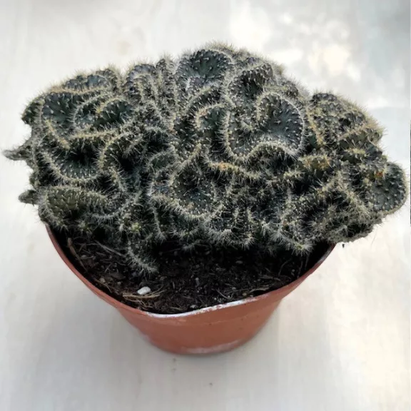 Opuntia tuna cristata