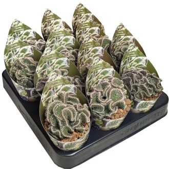 Opuntia tuna cristata