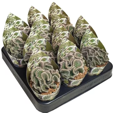 Opuntia tuna cristata