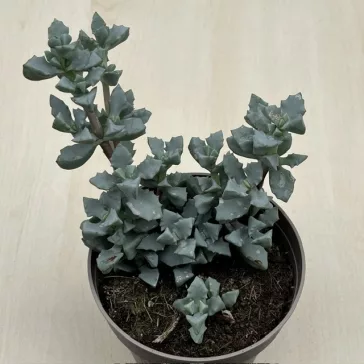 Oscularia deltoides