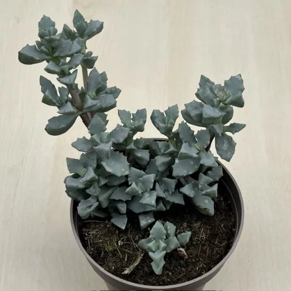 Oscularia deltoides Oscularia deltoides