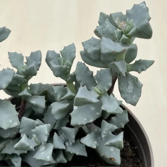 Oscularia deltoides Oscularia deltoides