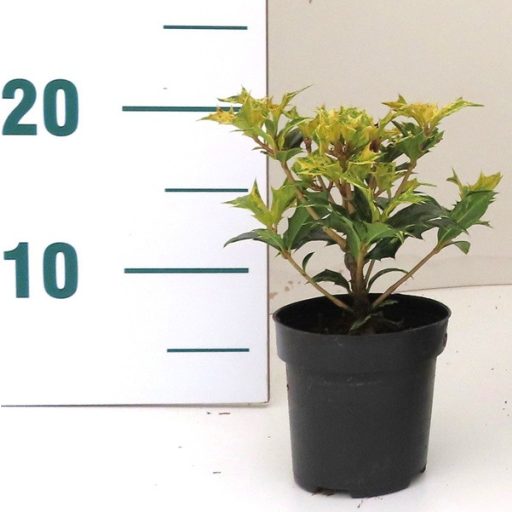 Osmanthus heterophyllus 'Goshiki'