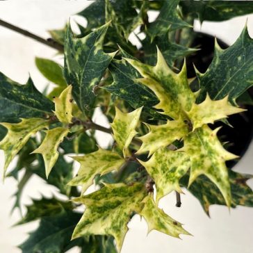 Osmanthus heterophyllus 'Goshiki'