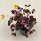 Oxalis vulcanicola ‘Plum Crazy’