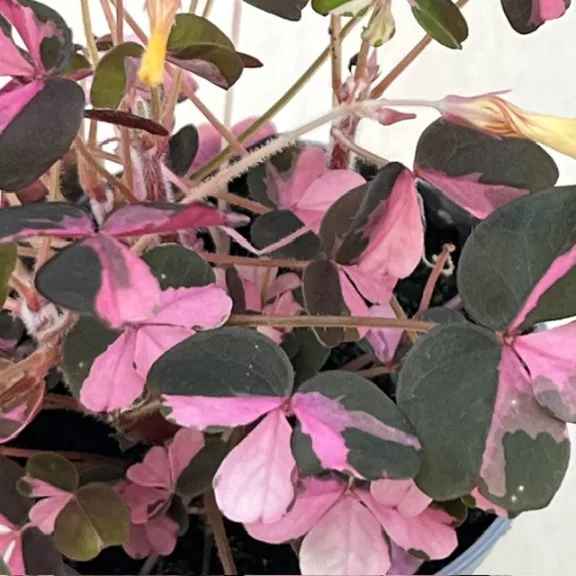Oxalis vulcanicola ‘Plum Crazy’