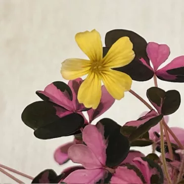 Oxalis vulcanicola ‘Plum Crazy’
