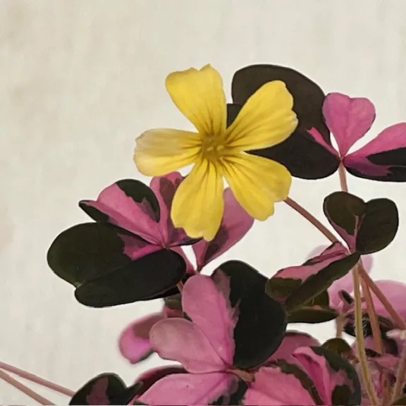 Oxalis vulcanicola ‘Plum Crazy’