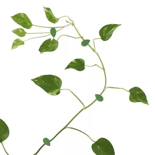 Plant holder tweezer 10pcs