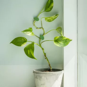 Plant holder tweezer 10pcs