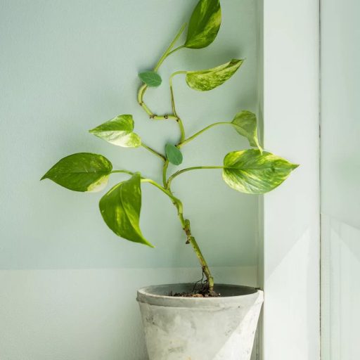 Plant holder tweezer 10pcs