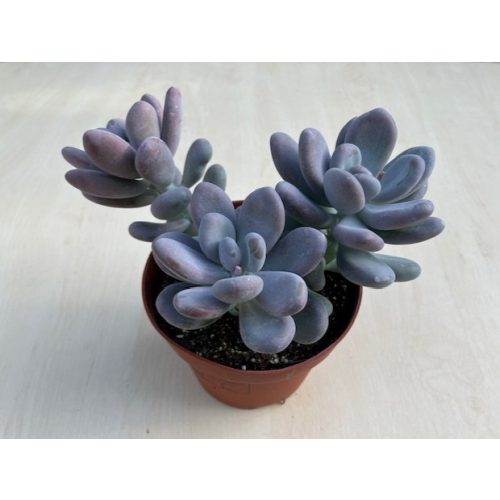 Pachyphytum oviferum
