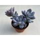 Pachyphytum oviferum
