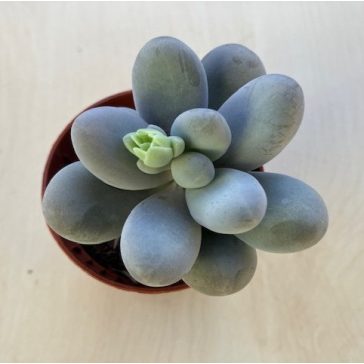 Pachyphytum oviferum