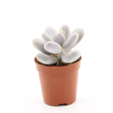 Pachyphytum oviferum