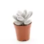 Pachyphytum oviferum