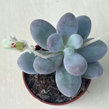 Pachyphytum oviferum