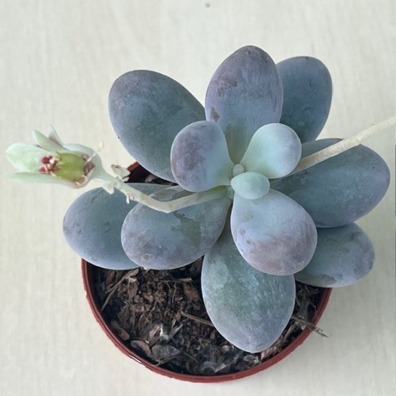 Pachyphytum oviferum