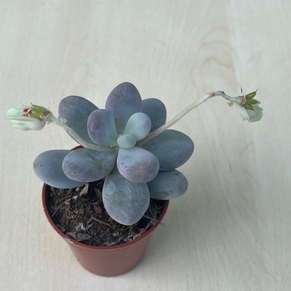 Pachyphytum oviferum