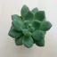 Pachyphytum