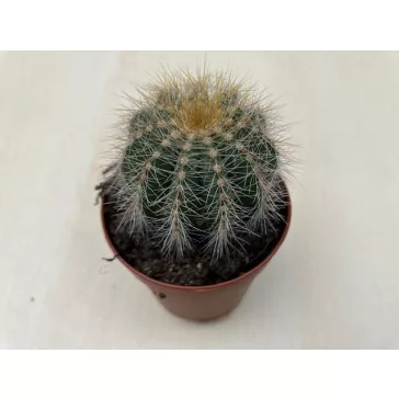 Parodia warasii