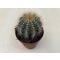 Parodia warasii