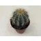 Parodia warasii