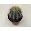 Parodia warasii