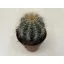 Parodia warasii