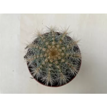 Parodia warasii