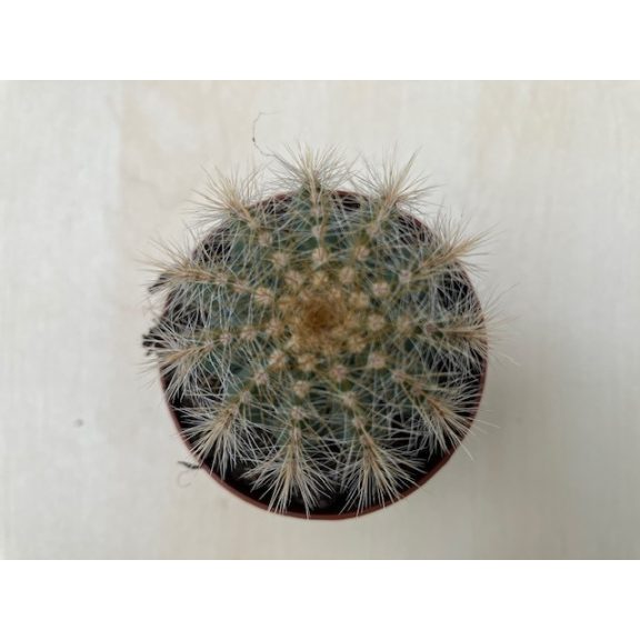 Parodia warasii