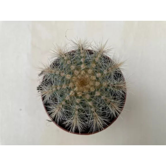 Parodia warasii