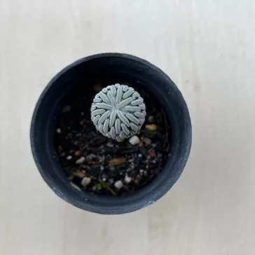 Pelecyphora Aselliformis