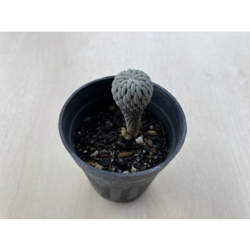 Pelecyphora Aselliformis