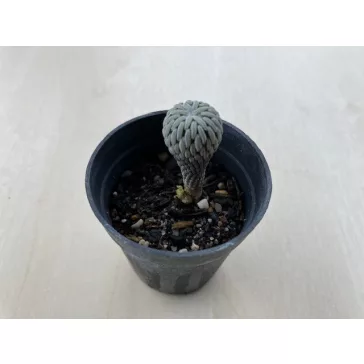 Pelecyphora Aselliformis