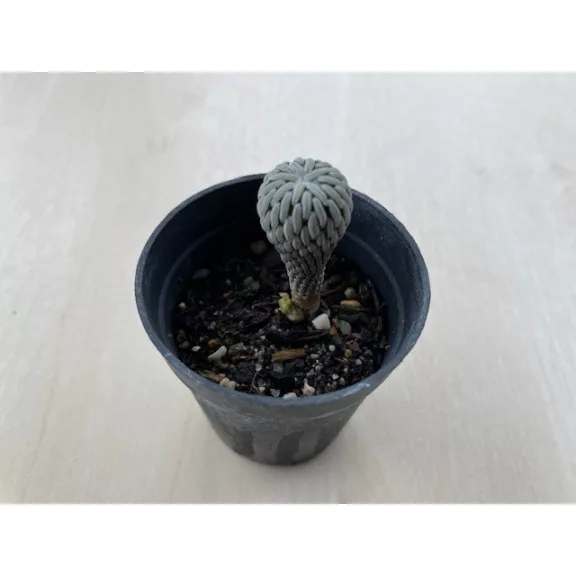 Pelecyphora Aselliformis