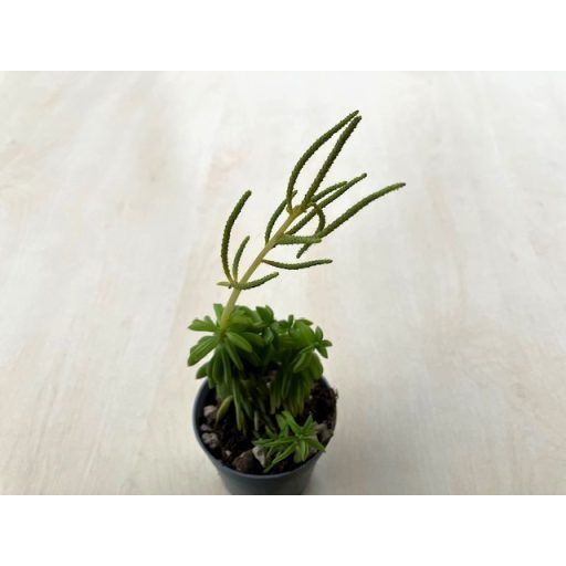 Peperomia dolabriformis