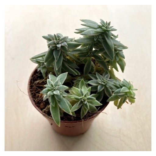 Peperomia 'Sprinkle'