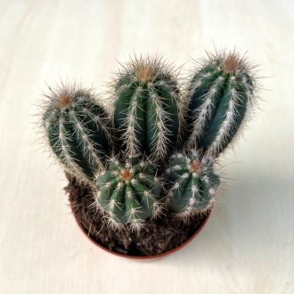 Pilosocereus azureus